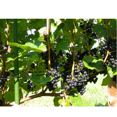 あいざわ農園　山ぶどうジュース