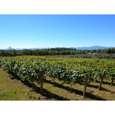 あいざわ農園　山幸ぶどうジュース