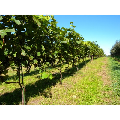 あいざわ農園　山幸ぶどうジュース