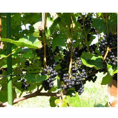 あいざわ農園　山幸ぶどうジュース