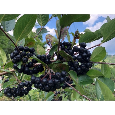 生搾りアロニア900ml 4本セット:(約4ヶ月分)北海道産アロニア果実使用100%ジュース　