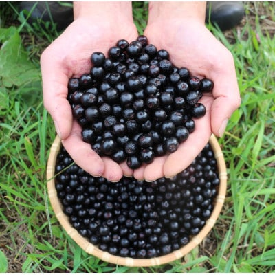 生搾りアロニア900ml 6本セット:(約半年分)北海道産アロニア果実使用100%ジュース　