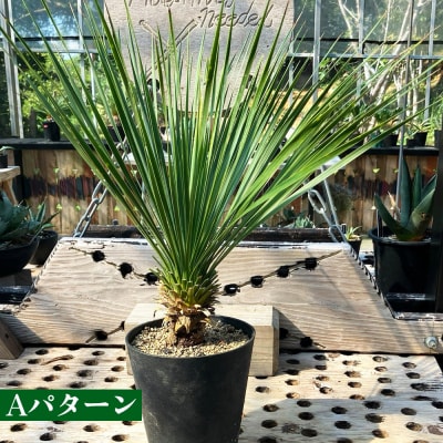 【沖縄育ちの観葉植物】人気のユッカ・ロストラータ 5寸鉢
