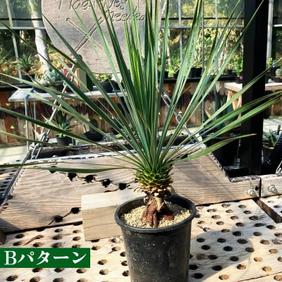 【沖縄育ちの観葉植物】人気のユッカ・ロストラータ 5寸鉢