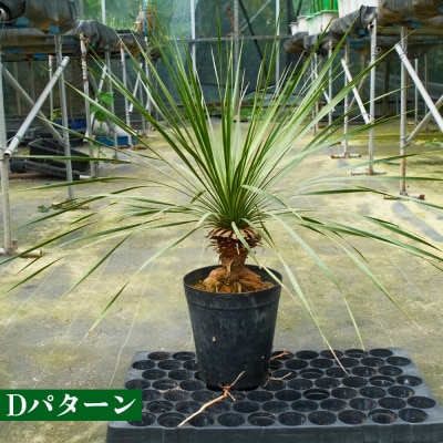 【沖縄育ちの観葉植物】人気のユッカ・ロストラータ 5寸鉢