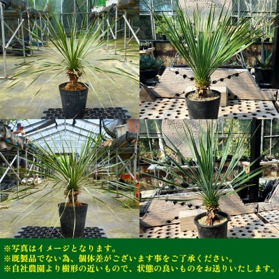 【沖縄育ちの観葉植物】人気のユッカ・ロストラータ 5寸鉢