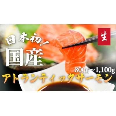 【毎週金曜発送】日本初!今話題の国産アトランティックサーモン【生】800～1,100g