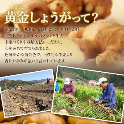 生姜パウダー 黄金しょうが粉末50g×3袋セット Xnb-0006