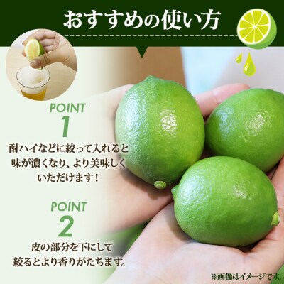 【数量限定】高知県産 山北温室グリーンレモン 約5kg(S～Lサイズ) ku-0035