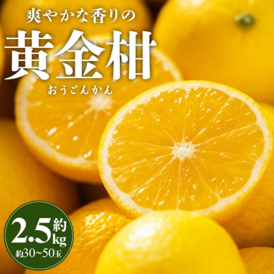 間城農園 爽やかな香りの黄金柑(おうごんかん)2.5kg ms-0044