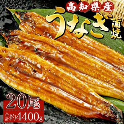 高知県産養殖うなぎ蒲焼 20尾(合計約4400g) ss-0038
