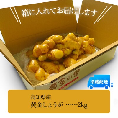 生姜一筋70年の生姜老舗問屋 黄金しょうが2kg Xnb-0007