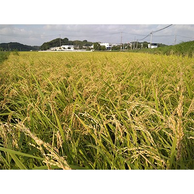 【毎月定期便】雄踏ファームカモ産「みつばちまもる米」5kgコシヒカリ(玄米) 全3回