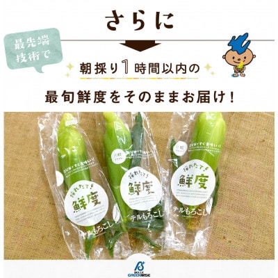 【6月中旬から順次発送】家庭用『甘々娘　or 甘太郎』4～7本入り　静岡県産とうもろこし　