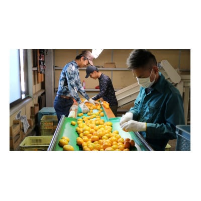 三ヶ日極早生みかん 3kg
