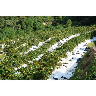 【生産量限定】極旨プレミアム三ケ日早生みかん　3kg　光センサー選果
