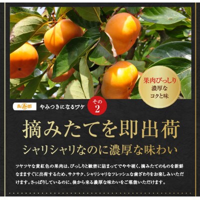 1月より順次出荷　古い樹から採れた　ご家庭用　テルの次郎柿『長寿郎』鮮度保持袋入り　4.5kg