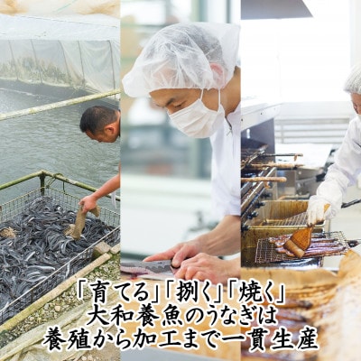 浜名湖うなぎ蒲焼(カット)計370g　【訳あり】サイズ不揃い7～9袋