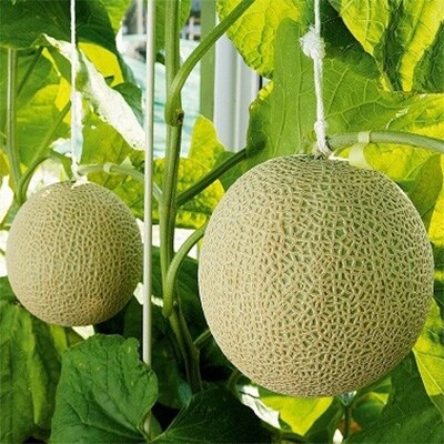 「2020年2月上旬発送」完熟冷凍カットメロン1kg
