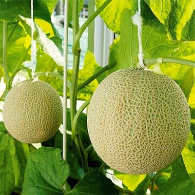 【通年出荷】クラウンメロン(白等級) 特大玉 2玉 ギフト箱入り