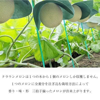 クラウンメロン【並(白等級)】メロンショップマエシマ取扱いで一番大きい玉　1.5kg前後 2玉入り