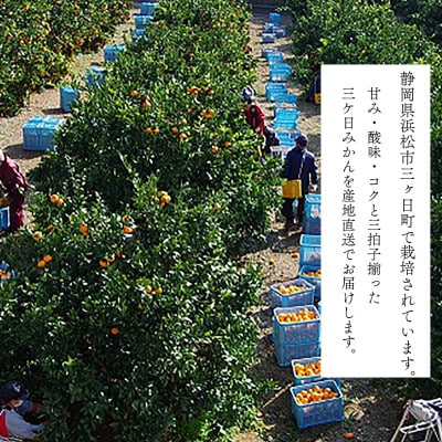 陽だまりファームの三ヶ日　青島　みかん　5kg×1箱