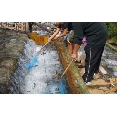 【数量限定】浜松の清流で育った天然あゆの塩焼き(5本入り)