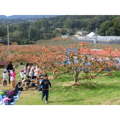 【訳あり】浜松特産　次郎柿(小キズあり)約3kg 12個入り
