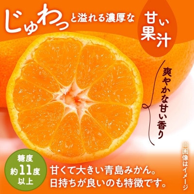 静岡三ヶ日みかん青島約3kg(2L または L)