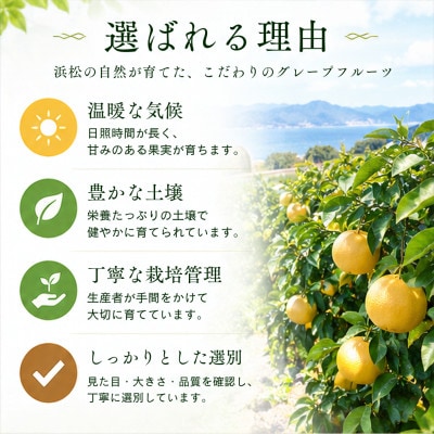 グレープフルーツ 2kg(静岡県浜松市産)