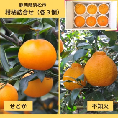 後藤みかん農園 ハウス栽培柑橘詰合せ(せとか・不知火) 各3個