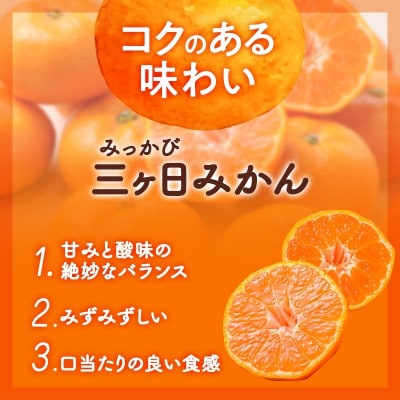 静岡三ヶ日みかん青島約4kg(2L または L)