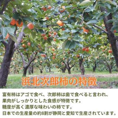 【2026年先行受付】静岡県産 次郎柿 約1.6kg(6～8個)
