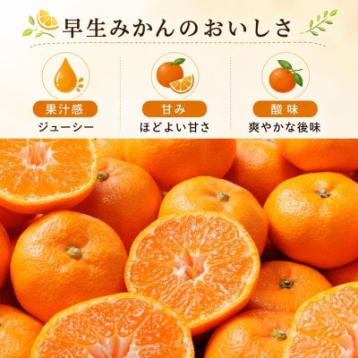 【2026年先行受付】静岡三ヶ日みかん 約6kg MまたはLサイズ【早生品種】