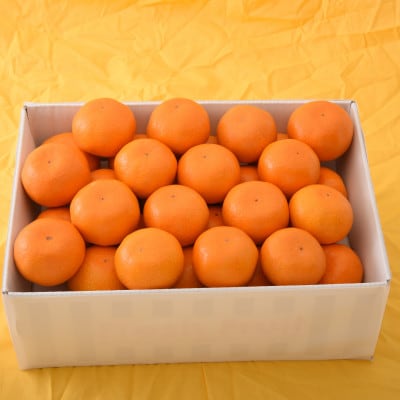 静岡県産ハウスみかん 4.8kg(45～50個)