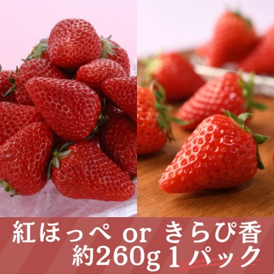 詰合せ いちごと不知火セット(紅ほっぺまたはきらぴ香 1パック・ 不知火 4個)