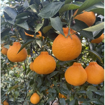 浜松市 不知火(柑橘)2.4kg