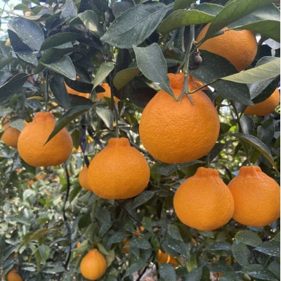浜松市 不知火(柑橘)5kg
