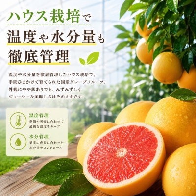【訳あり】国産グレープフルーツ2.5kg(静岡県浜松市産)