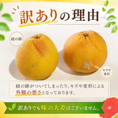 【訳あり】国産グレープフルーツ2.5kg(静岡県浜松市産)
