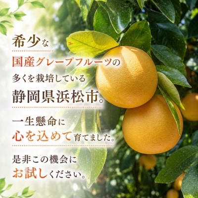 【訳あり】国産グレープフルーツ2.5kg(静岡県浜松市産)