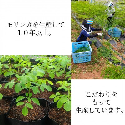 浜松産モリンガ蒸し座浴用乾燥葉500g
