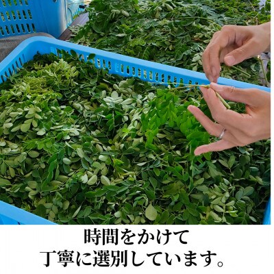 浜松産モリンガ蒸し座浴用乾燥葉500g