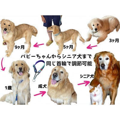 大型犬用 Lサイズ　ハーフチョークカラーとリードのセット 【ブラックギンガム】