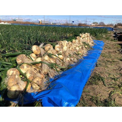 福祉施設応援型「やさしいたまねぎ」10kg