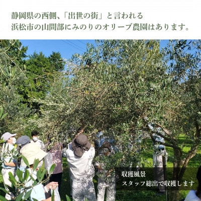 ミノリーナ エキストラバージンオリーブオイル 450g ×3個