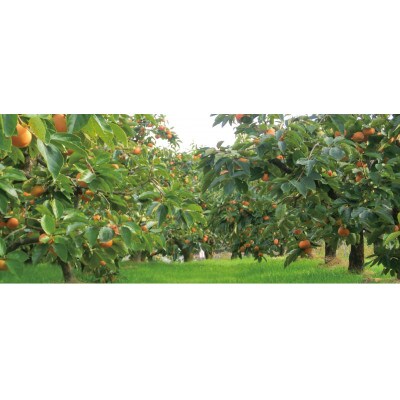 長生き個包装の柿・長寿郎32～40玉箱