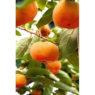 【訳アリ】ご家庭用　新鮮長持ちの柿・長寿郎10～14玉箱