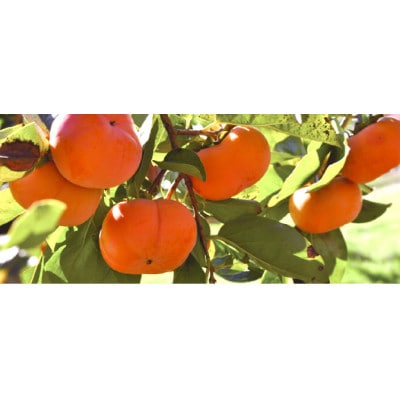 【訳アリ】ご家庭用　新鮮長持ちの柿・長寿郎32～40玉箱