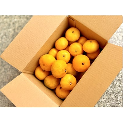 2025年11月中旬より順次発送 三ケ日みかん 約2kg 静岡浜松市